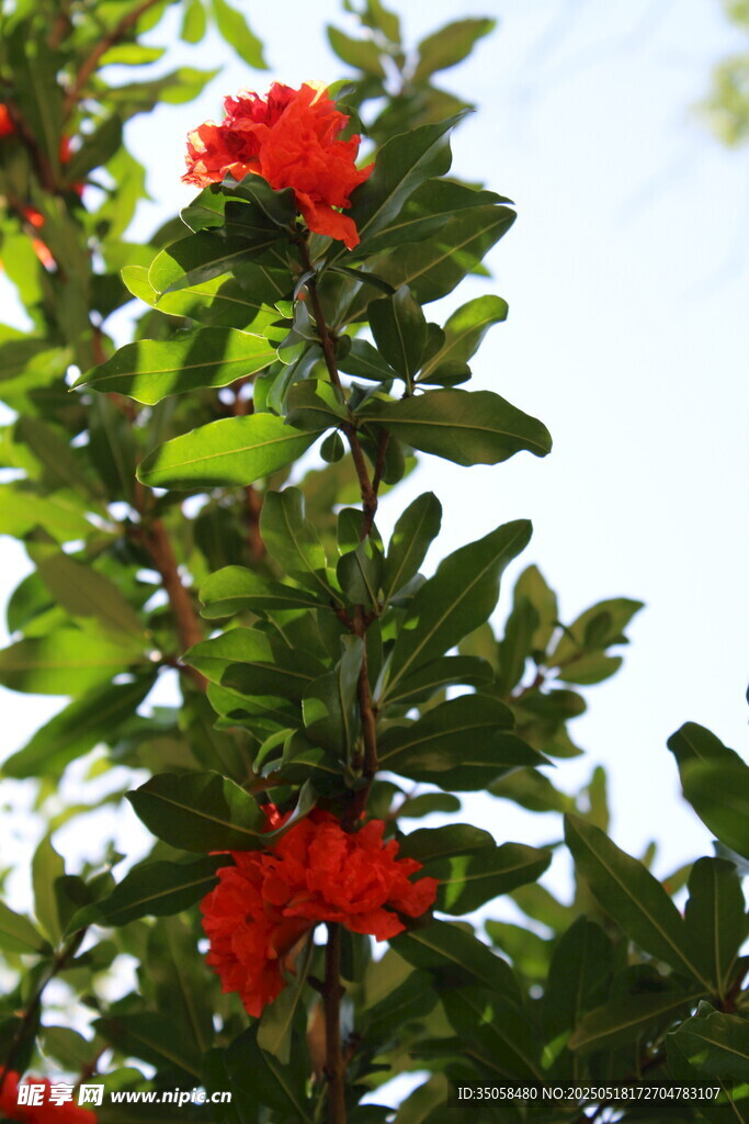石榴花 
