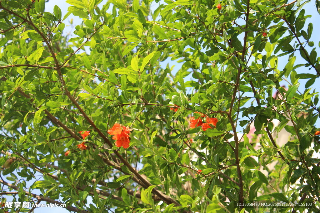 石榴花  