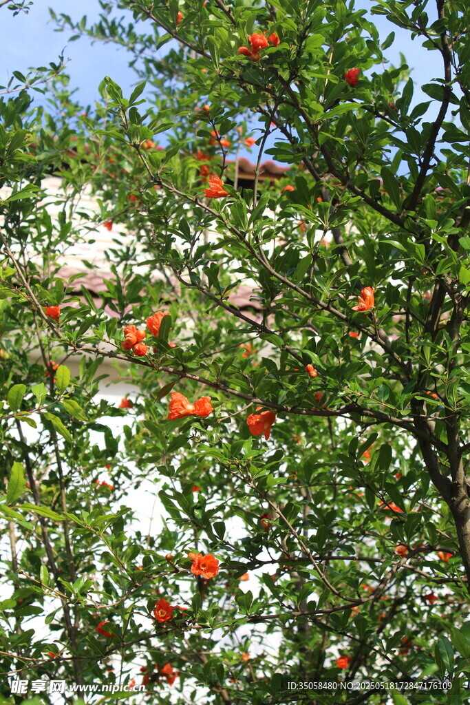 石榴花 