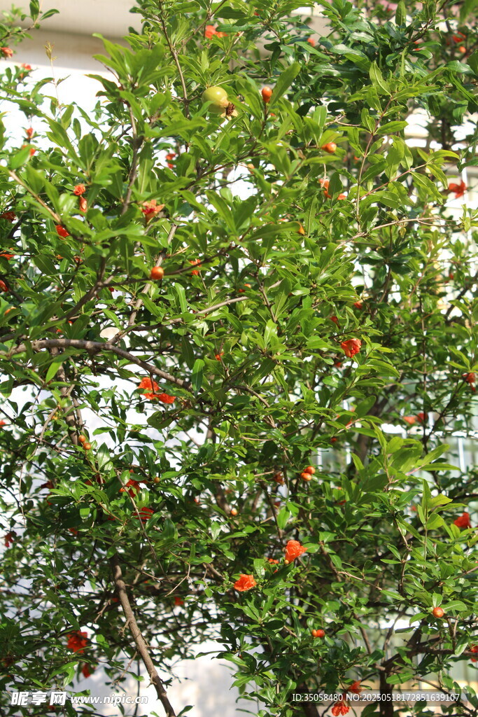 石榴花  