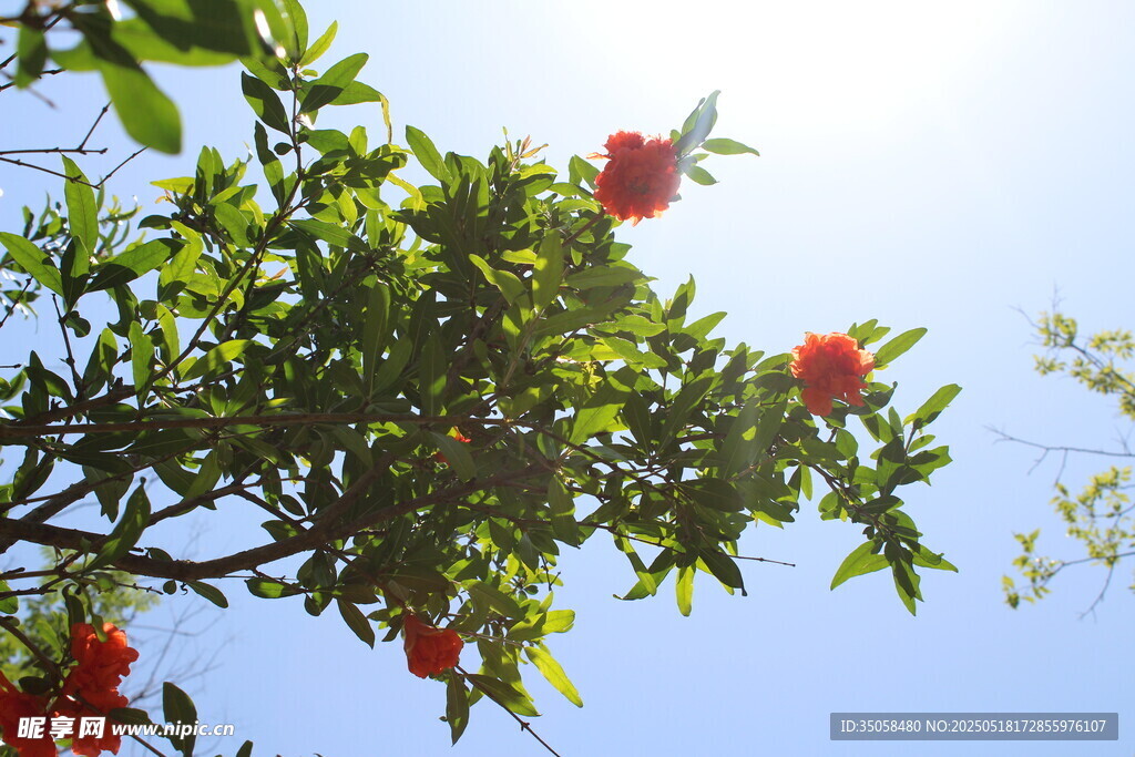 石榴花 