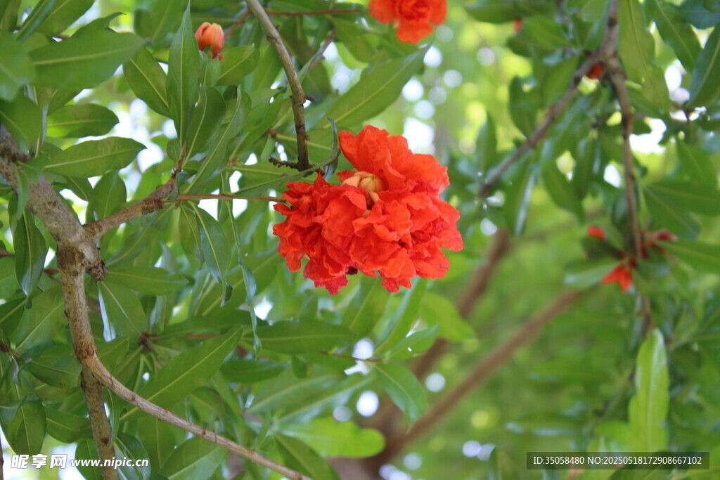 石榴花  
