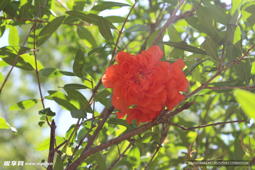 石榴花 