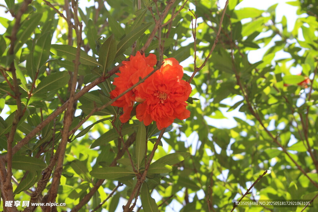 石榴花  