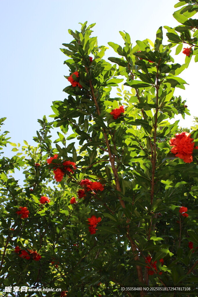 石榴花  