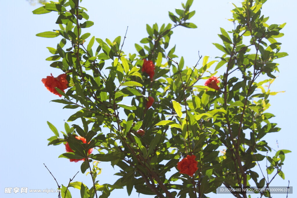 石榴花  