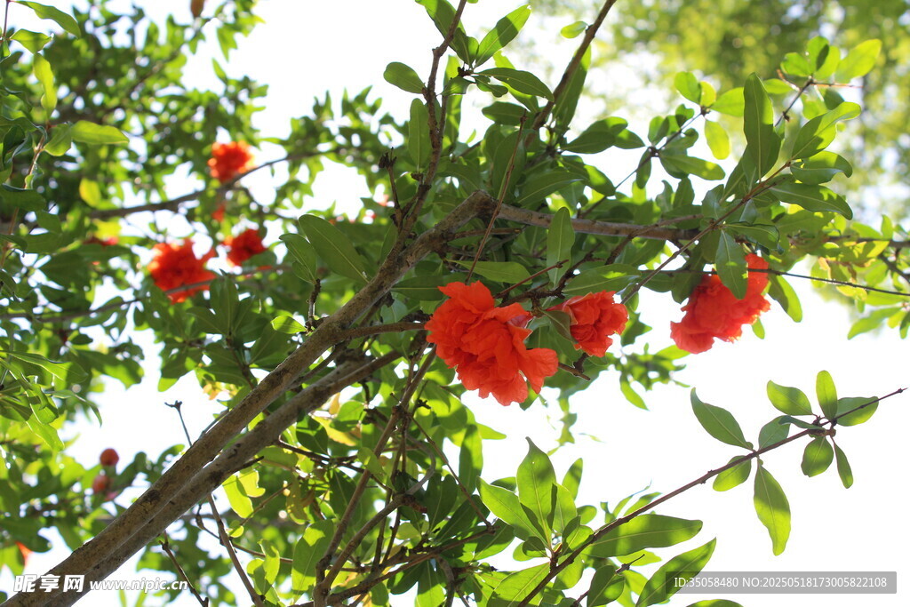 石榴花  