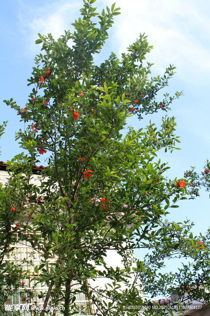 石榴树 