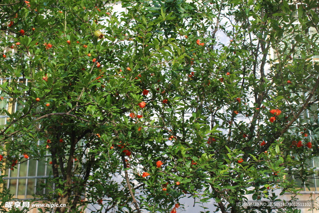 石榴树  