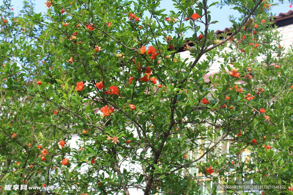 石榴花  