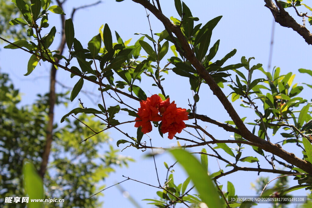 石榴花  