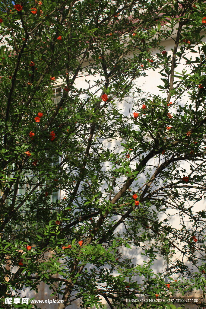 石榴树  