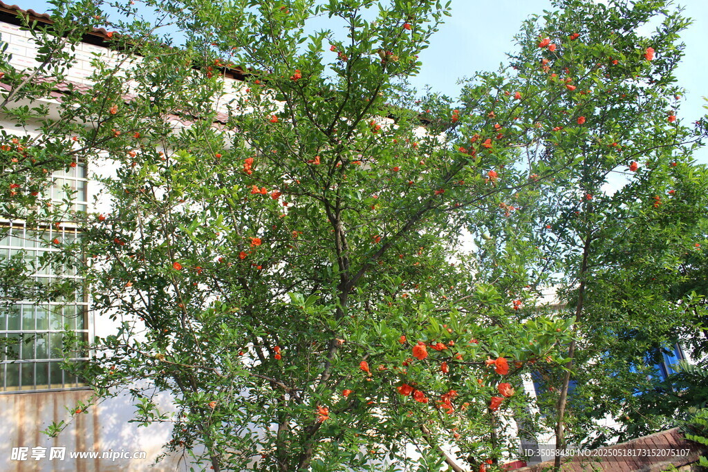 石榴花  