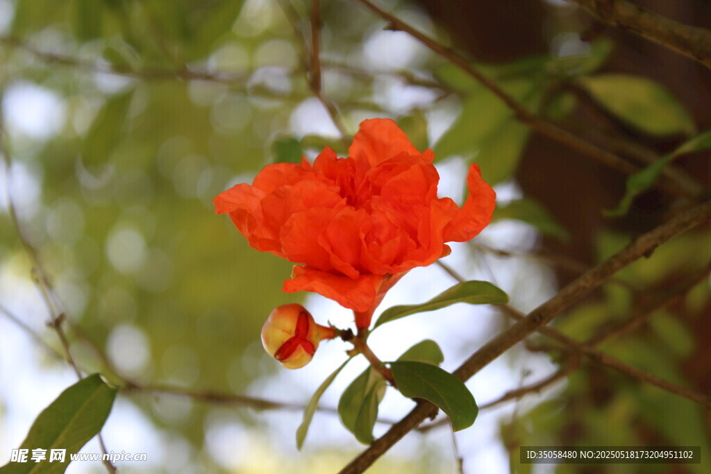 石榴花 
