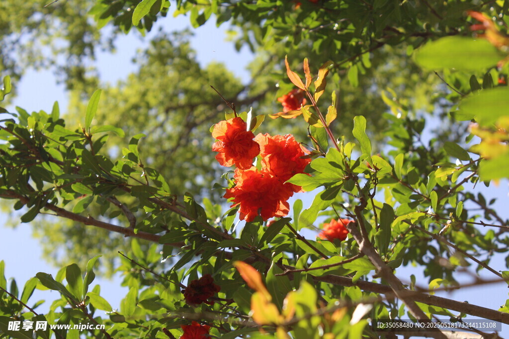 石榴花 