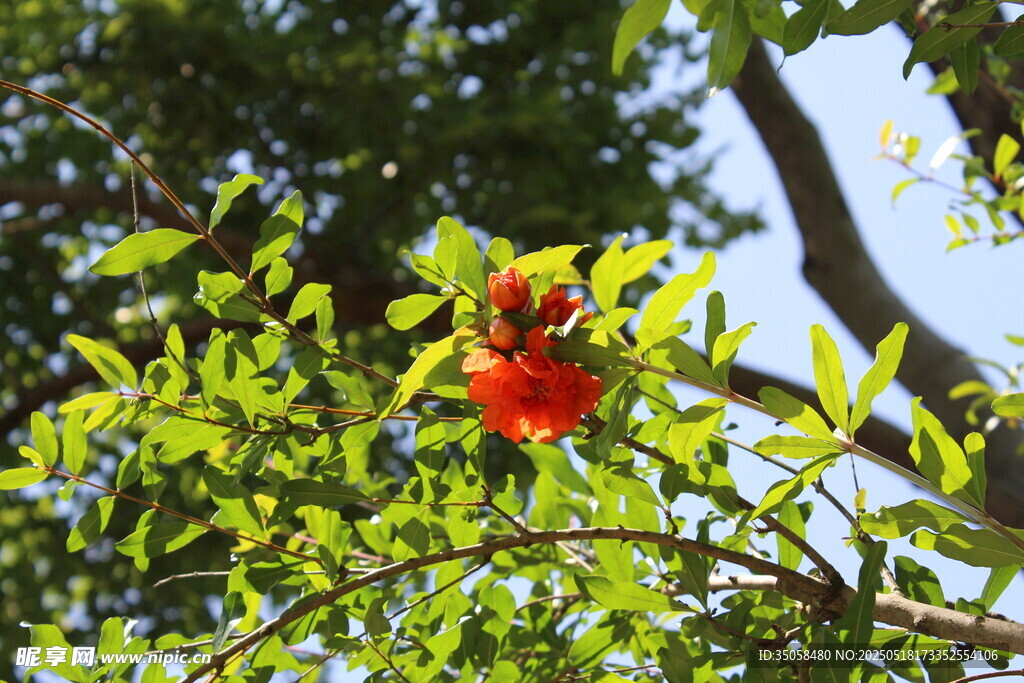 石榴花 