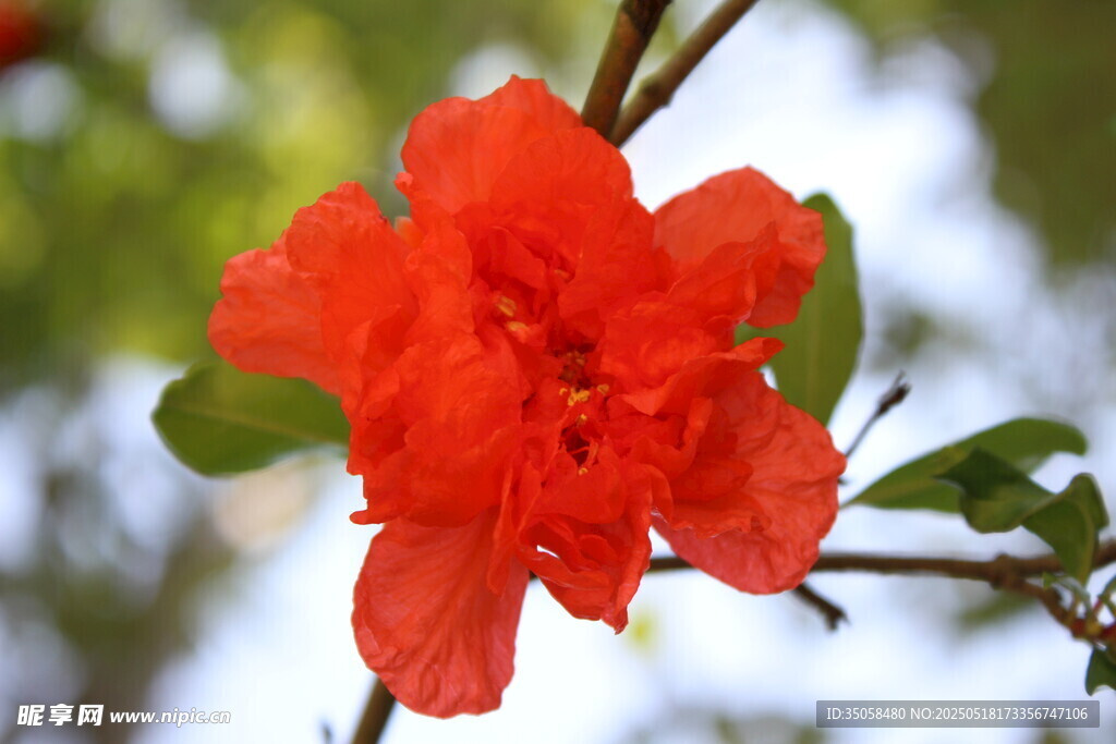 石榴花  