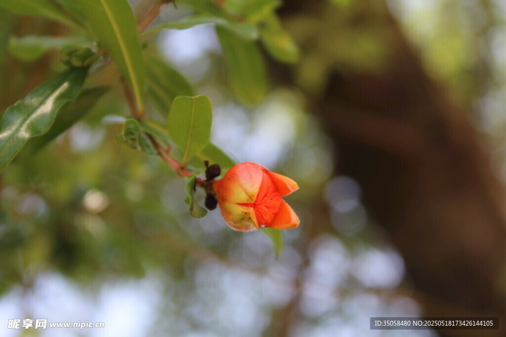 石榴花 