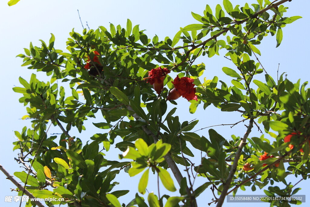 石榴花  