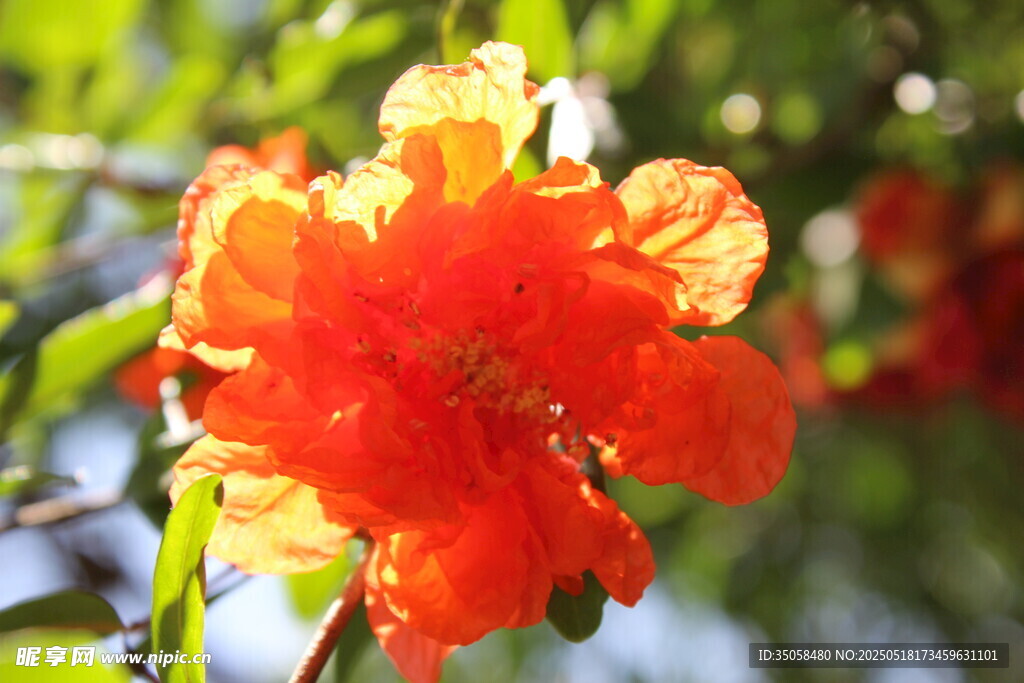 石榴花  