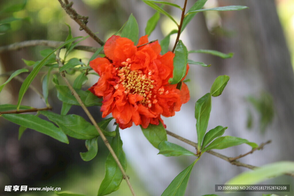 石榴花 