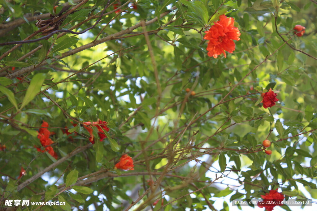 石榴花 