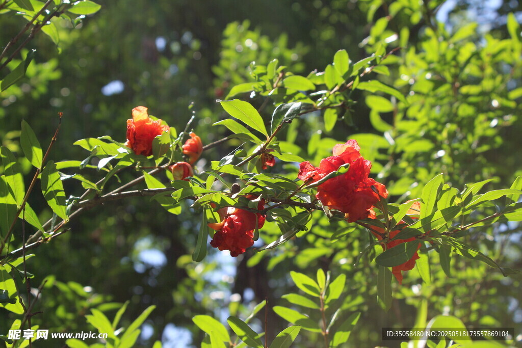石榴花  