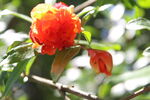 石榴花 