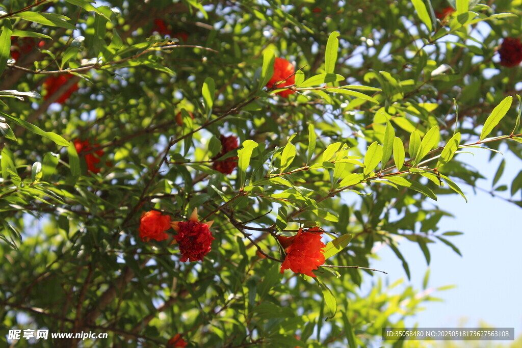 石榴花 