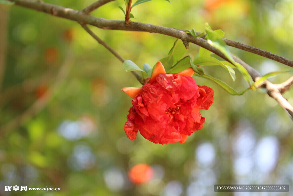 石榴花  