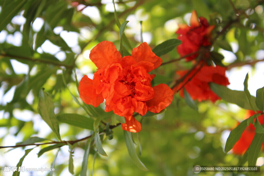 石榴花 