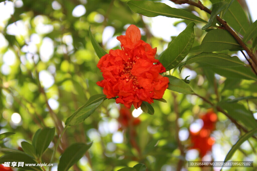 石榴花 