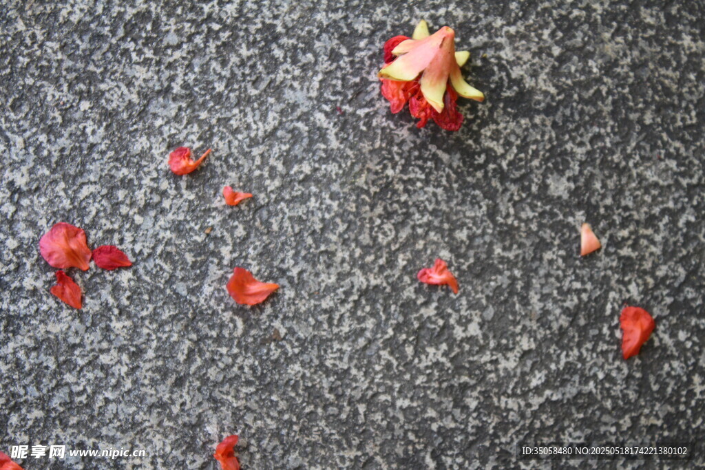 石榴花  