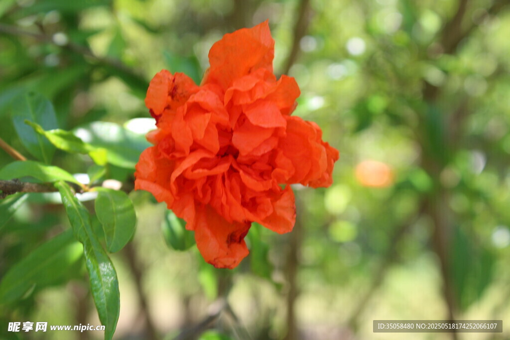 石榴花 