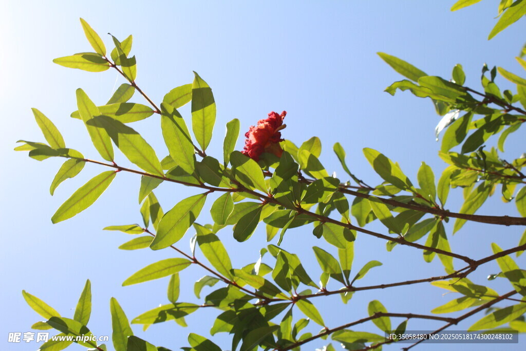 石榴花 