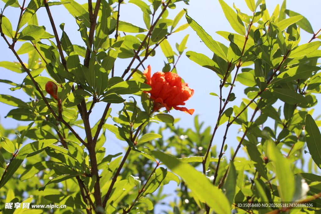 石榴花 