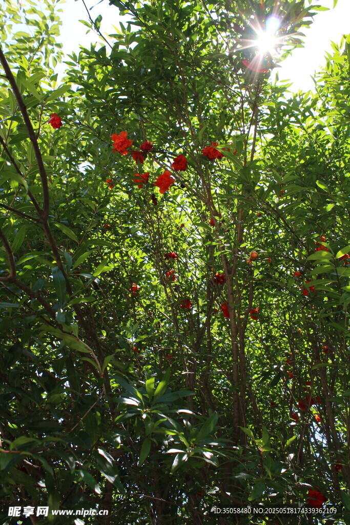 石榴树  