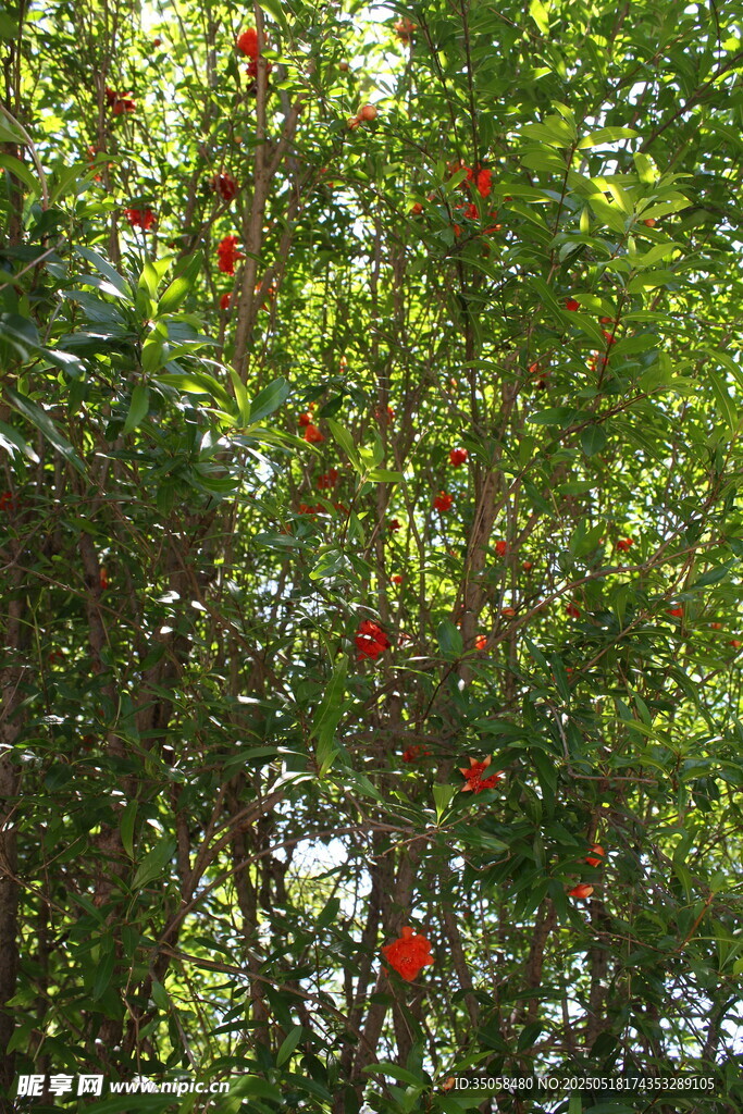 石榴树  