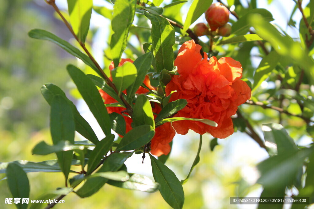 石榴花  