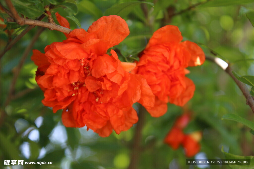 石榴花 
