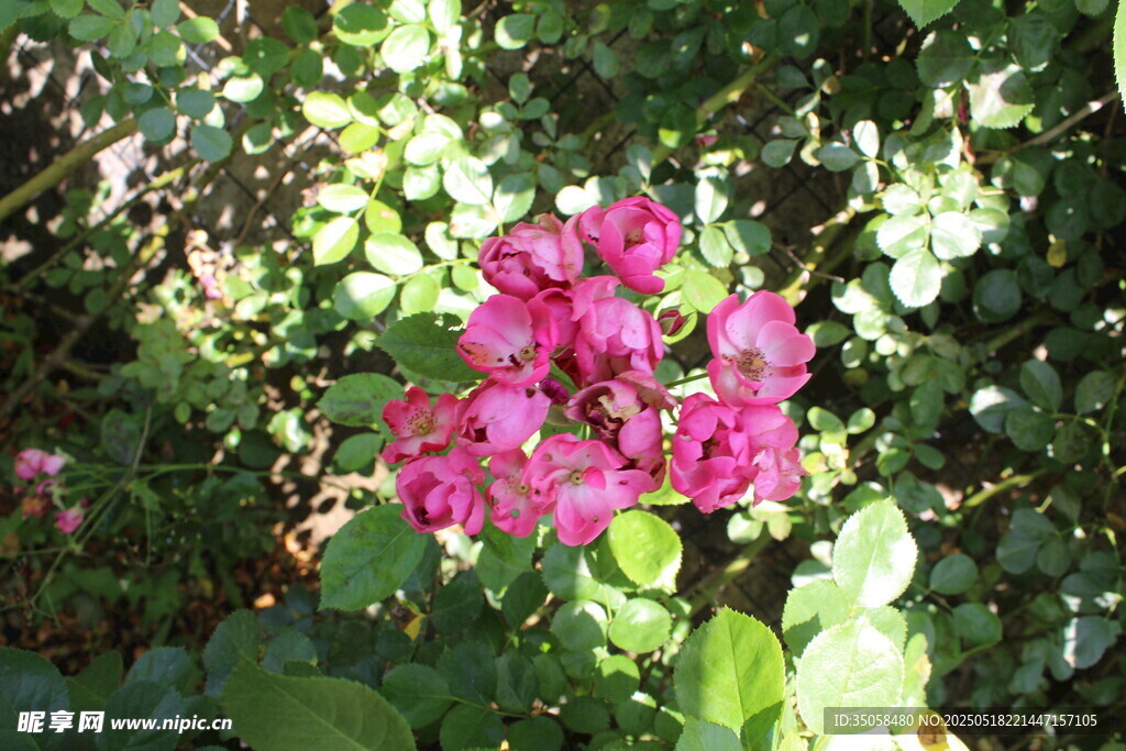 蔷薇花 