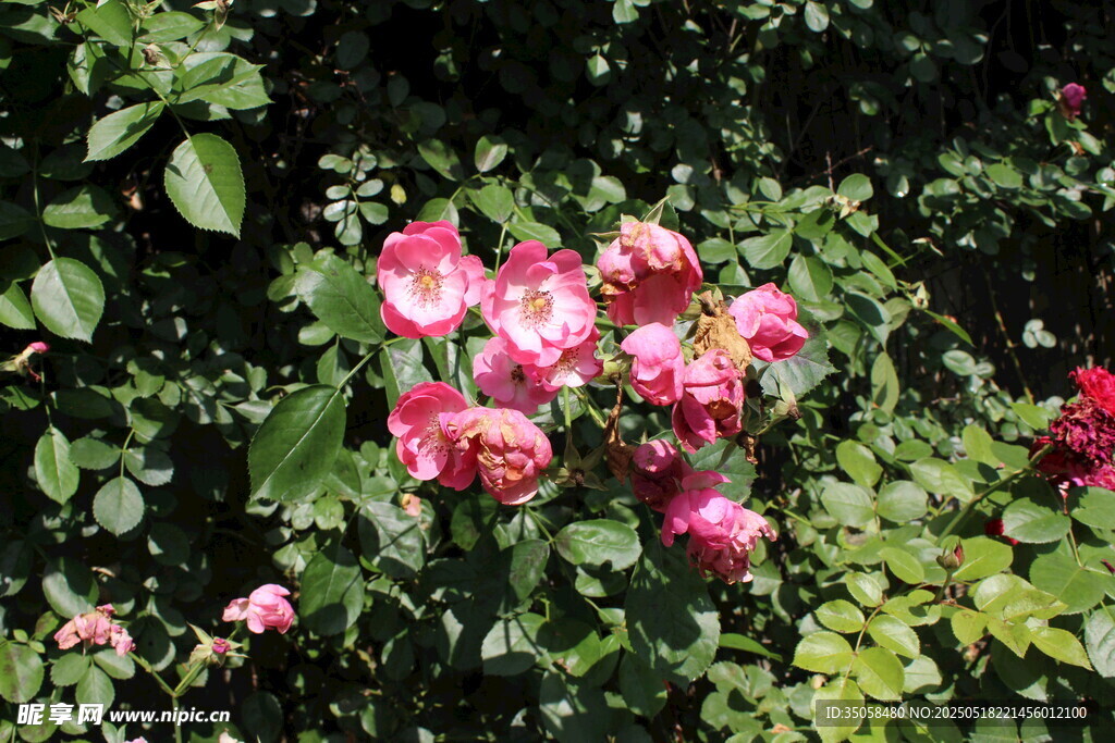 蔷薇花 
