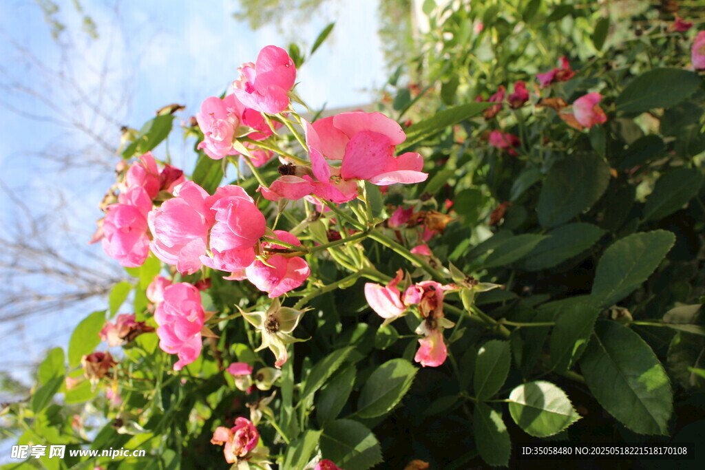 蔷薇花  