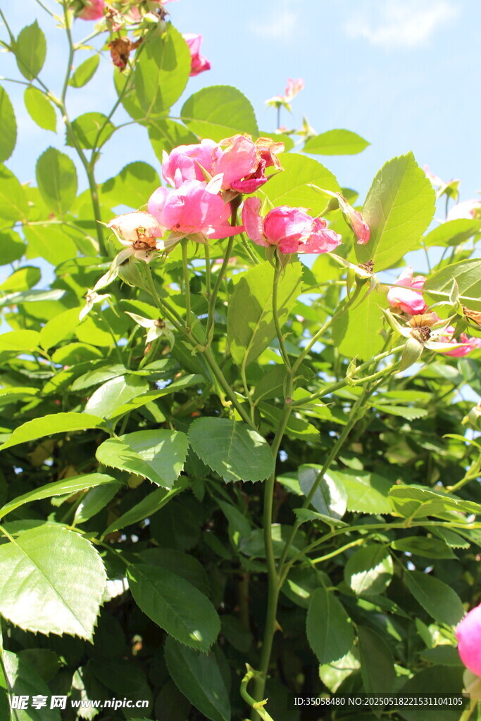 蔷薇花  