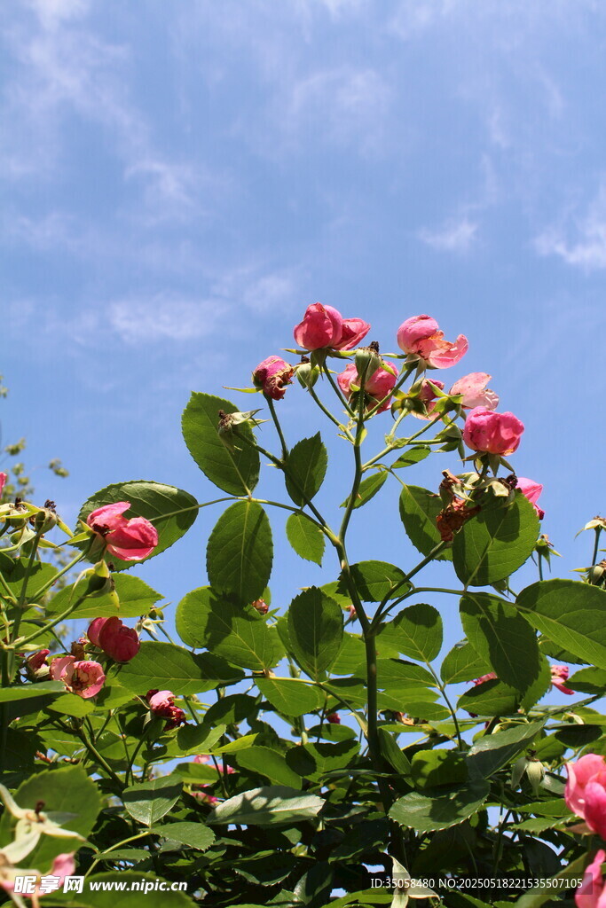 蔷薇花  