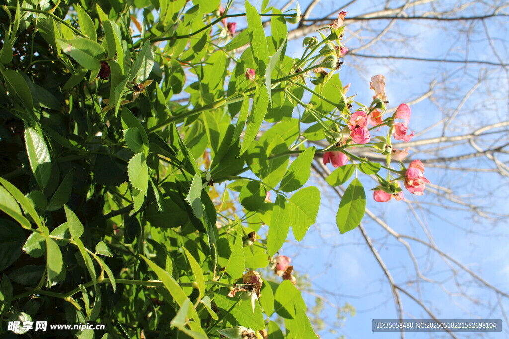 蔷薇花 