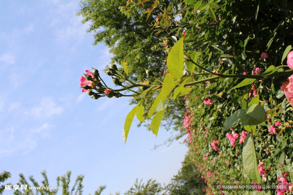 蔷薇花 