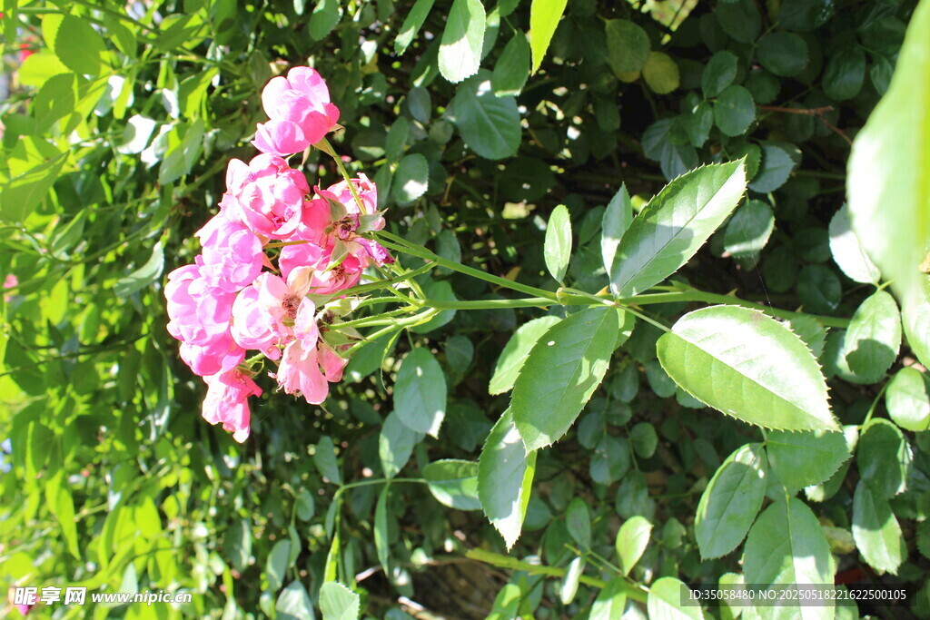 蔷薇花 