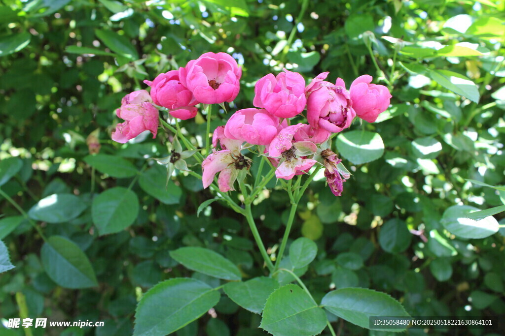 蔷薇花 
