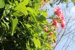 蔷薇花 